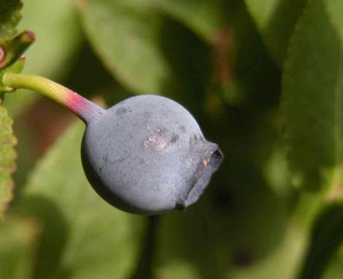 Bilberry fruit